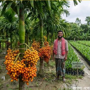 ৩০ পিচ বারোমাসি বার্মা হাইব্রিড সুপারি চারা