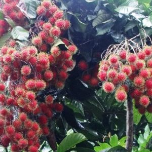 ৫ পিচ রাম্বুটান চারা