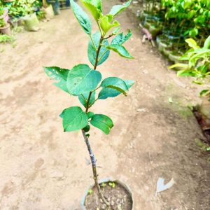 ৩ পিচ ভিন্ন জাতের আপেল চারা