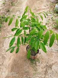 ৩ পিচ ভিন্ন জাতের লংগান চারা